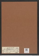 Aulacodiscus mammosus var. extans (Grev.) Rattr. (de-Toni-Nr.: Genus 182, Species 4538) Zeichnungen Sammlung Grunow Mappe 04461 (Herbarium_W_Grunow_drawings_Folder_04461)
